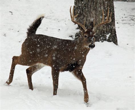 Free Wallpaper Deer in Snow - WallpaperSafari