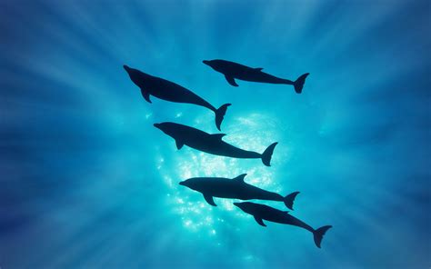 Download Animal Dolphin HD Wallpaper