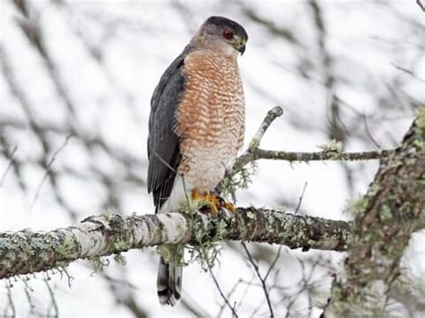 Hawks Birds Size - Cooper S Hawk Identification All About Birds Cornell Lab Of Ornithology ...