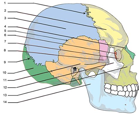 Label the Bones of the Skull