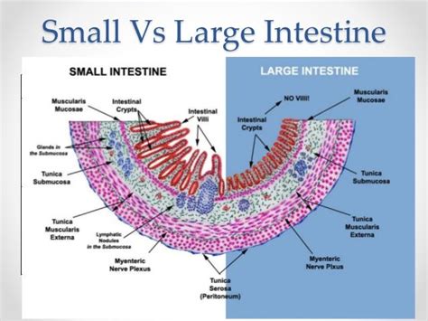 33 best Histology - GI - Layers, Junctions and Miscellaneous images on ...