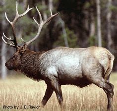 37 Extinct Wildlife ideas | animals, species, extinction