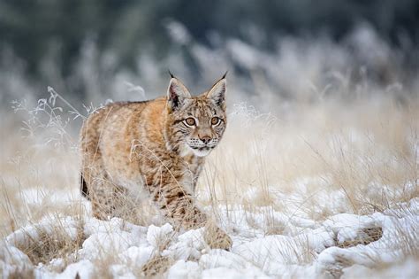 HD wallpaper: Eurasian Lynx Cub Walking On Snow With High Yellow Grass | Wallpaper Flare