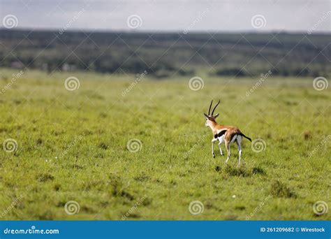 Closeup of a Young Thomson S Gazelle (Eudorcas Thomsonii) Running in ...