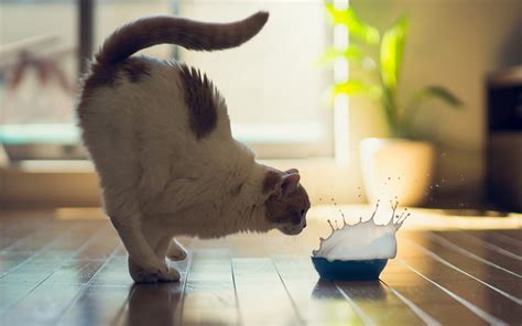 cat, Milk, Splash Wallpapers HD / Desktop and Mobile Backgrounds