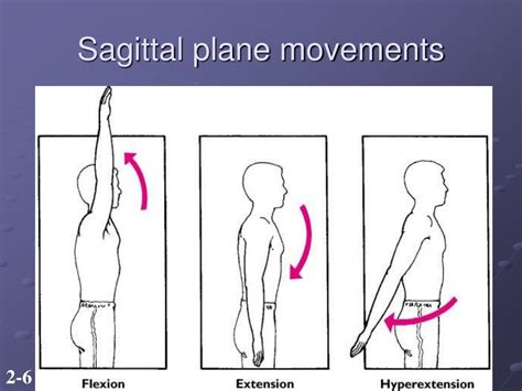 Sagittal Plane Movements Examples