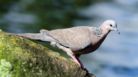 6 Astonishing Types of Doves Found in North America! - Chirper Birds