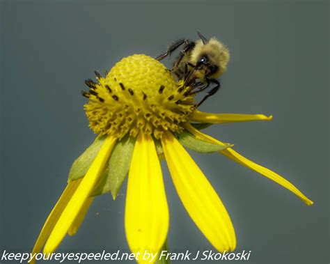 Susquehanna Wetlands insects (7 of 26) - Keep Your Eyes Peeled