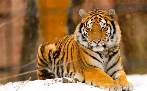 Siberian Tiger Wallpapers, Pictures, Images