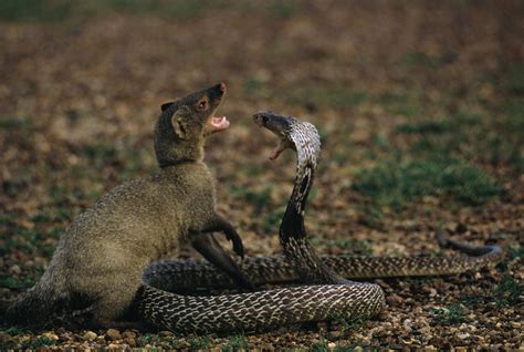 Mongoose vs. Cobra--Nat Geo Education Blog » Main | Animal tv, Animal ...