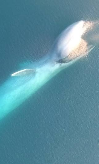 The life of the blue whale | Natural History Museum