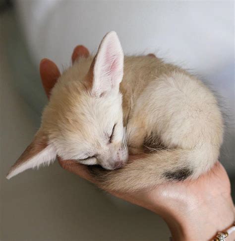 Baby Fennec Fox (crosspost from r/Eyebleach) : r/EverythingFoxes