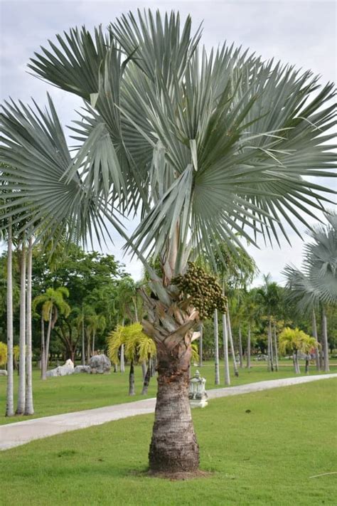 11 Types of Palm Trees in Florida