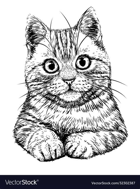 Cat graphic hand-drawn black and white sketch Vector Image