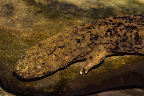 What Are Hellbenders? Let’s Find Out! | Dogwood AllianceDogwood Alliance