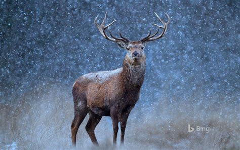 Deer In Snow Wallpaper (68+ images)