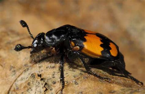 Beetle Identification: A Guide to 21 Common Species (With Photos) - Owlcation