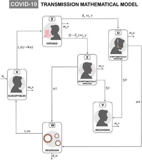 Flowchart of COVID-19 transmission model. | Download Scientific Diagram