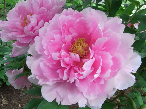 Peonies: Big Blooms, Fantastic Fragrance