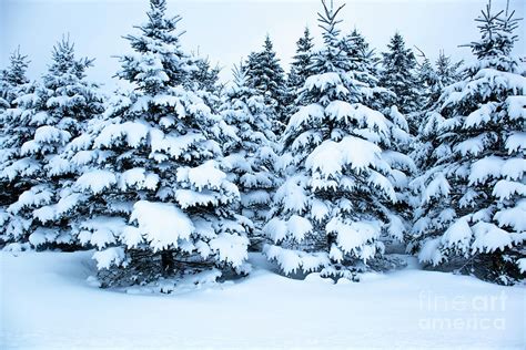 Snow Covered Pine Trees - Krysfill Myyearin