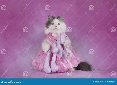 Fluffy Cat in a Pink Dress Holds a Favorite Toy Stock Image - Image of young, handmade: 113828187