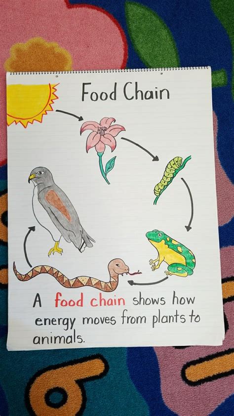 Food Chain Diagram For Kids