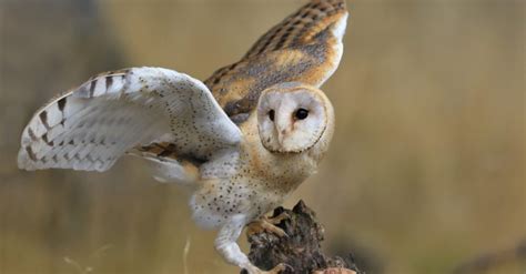 Barn Owl - A-Z Animals