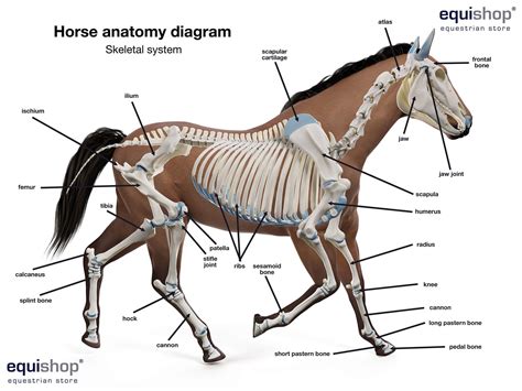 Diagram Of A Horse Horse Printable Parts Diagram Print Anato