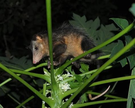 Common Opossum | Zoopedia Wiki | Fandom