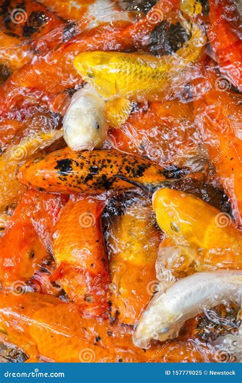 Goldfish Collection, Koi Carp Stock Image - Image of landscape, collection: 157779025