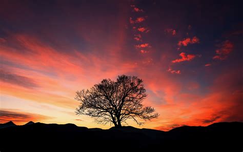 Sunset, Orange Sky, Tree, Landscape, Wallpaper - Sunset Tree Wallpaper Iphone (#2482994) - HD ...