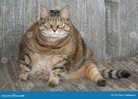 Fat Cat Stock Images - Image: 3787304