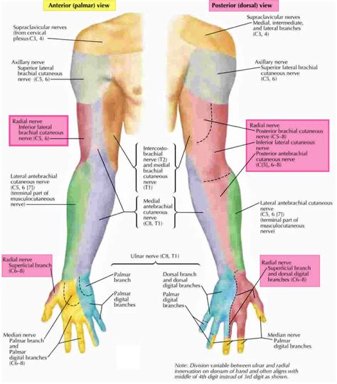 Radial nerve anatomy, radial nerve palsy and radial nerve injury