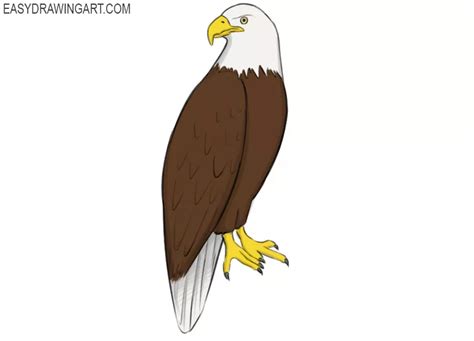 Eagle Drawing Step By Step