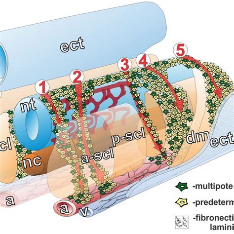 Model of neural crest (NC) initial induction. | Download Scientific Diagram