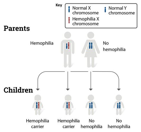 Different Types Of Hemophilia Diagram