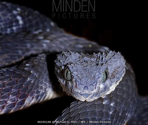 African Bush Viper stock photo - Minden Pictures