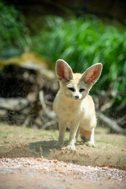 Premium Photo | Portrait of animals in the prague zoo