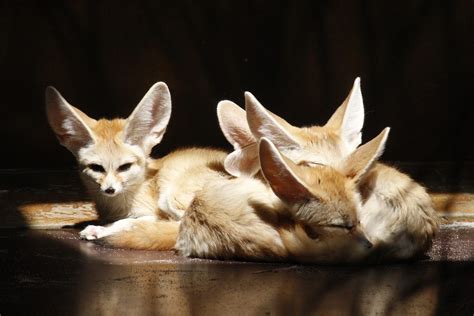 10 Fun Facts About Fennec Fox - Discover Walks Blog