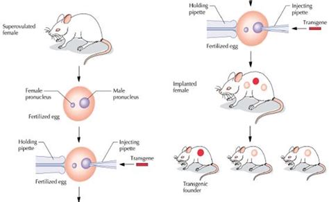 TRANSGENIC ANIMALS : PROSPECTS FOR IMPROVING LIVESTOCK PRODUCTIVITY ...