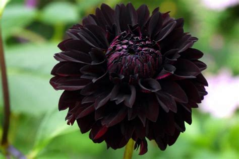 Understanding the Black Dahlia Flower and Its Symbolic Mysteries