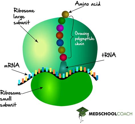 Ribosome Structure & Function – MCAT Biology | MedSchoolCoach