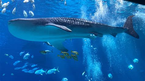 beautiful whale shark in the georgia aquarium! : r/WhaleShark