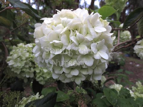 Viburnum macrocephalum - Spring Park Nursery