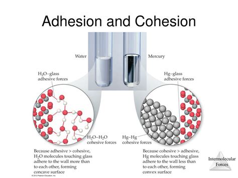 Cohesion Vs Adhesion