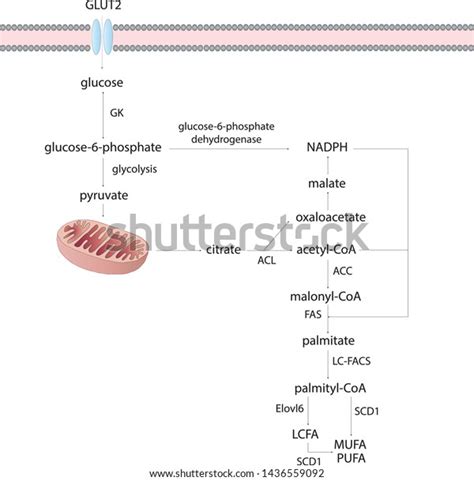 Liver De Novo Lipogenesis Glucose Stock Vector (Royalty Free ...