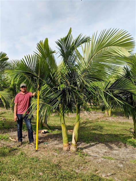 King Alexander Palm | Archontophoenix Alexandrae | Palmco - Wholesale Palms, Florida