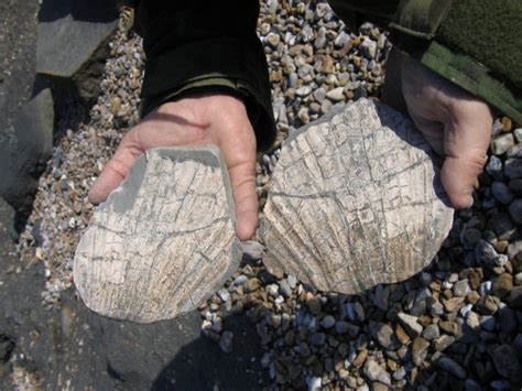 Charmouth (Dorset) | Discovering Fossils