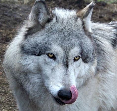 Hybrid Wolf Dog Breed Information with Pictures - Tail and Fur