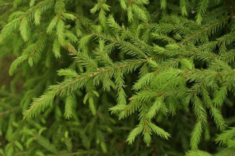 RP Seeds : Picea abies (Norway Spruce) seeds - 25/£1.95 or 100/£4.70